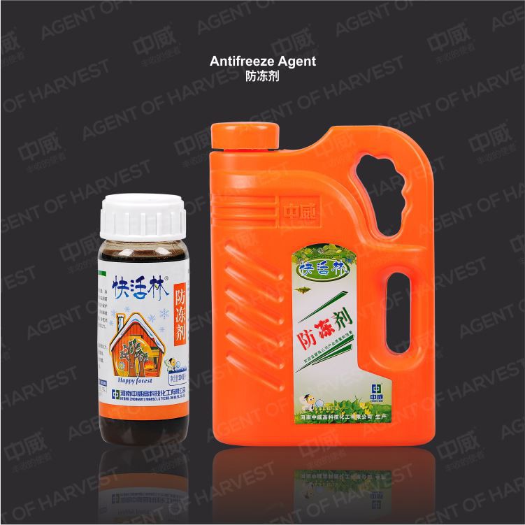 Popular Women Black Golden Tips Beauty Slim Tea