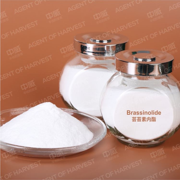 Natural Plant Growth Hormone Regulator Brassinolide Hormone 90%Tc